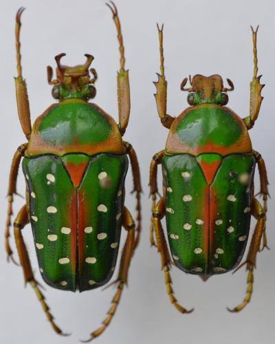 Réf. 270 519 : Stephanorrhina guttata